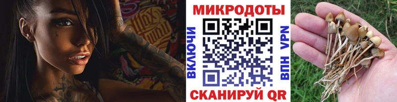 МЕГА как войти  Дмитров  Псилоцибиновые грибы Cubensis 